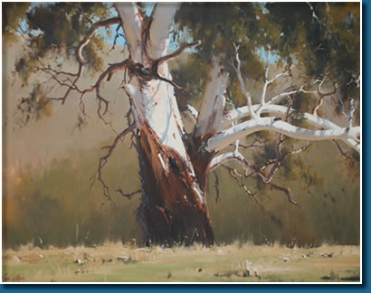 Tarana Gums  -  80 x 80; John Wilson