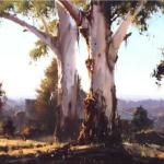 Sunrise Gums, Katoomba  -  110 x 90 - Copyright John Wilson