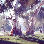 Murrumbidgee Gums  -  80 x 60 - Copyright John Wilson