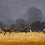 Collin's Cows Megalong Valley
60cm x 90cm $6500 sold